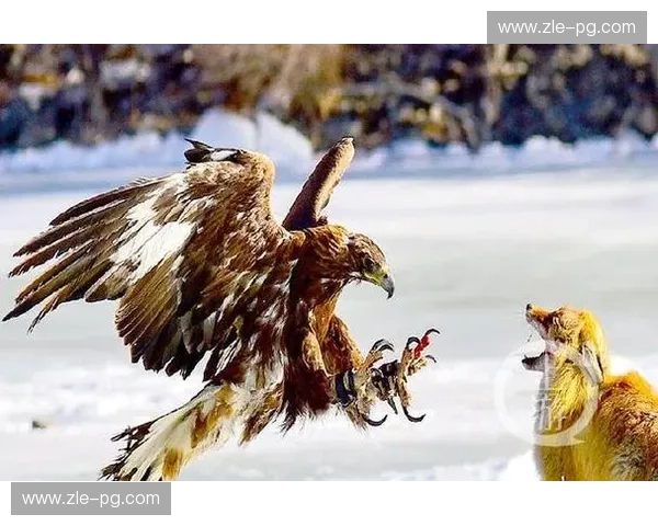 宿命对决,谁主沉浮?同曦飞人vs青岛雄鹰,巅峰之战一触即发!