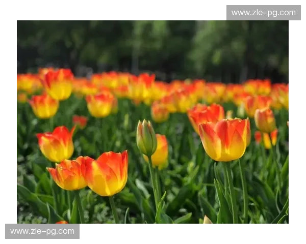 郁金香怒放，加勒比海风情！荷兰vs墨西哥：一场不容错过的足球盛宴